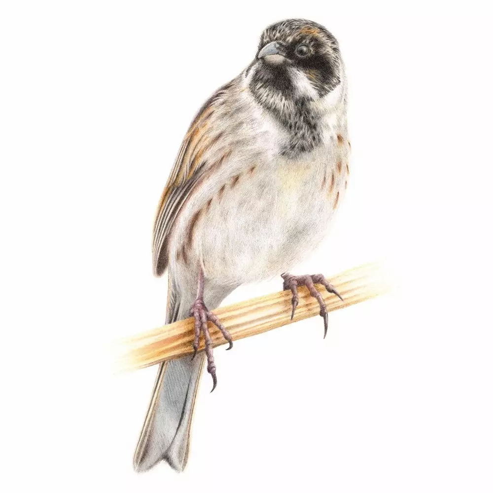 Reed Bunting Coloured Pencil Illustration